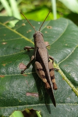 Diabolocatantops pinguis