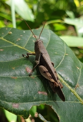 Diabolocatantops pinguis