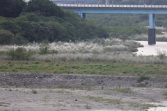 Phragmites karka