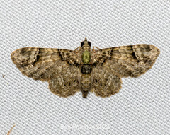 Gymnoscelis admixtaria