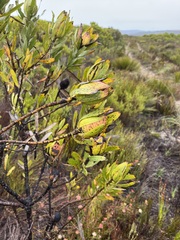 Leucadendron laureolum