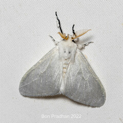 Lymantriinae