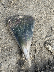 Pinnidae