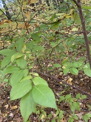 Vaccinium corymbosum