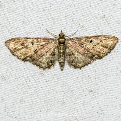 Eupithecia