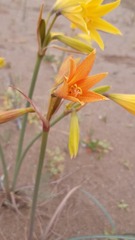 Zephyranthes bagnoldii