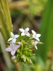 Sherardia arvensis
