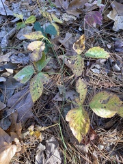 Rubus flagellaris