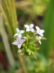 Sherardia arvensis