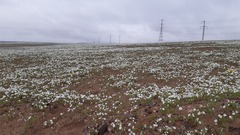 Nolana baccata