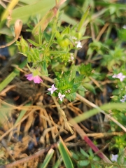 Sherardia arvensis