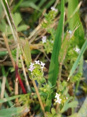 Sherardia arvensis