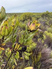 Leucadendron laureolum