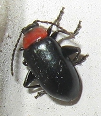 Disonycha xanthomelas