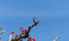 Muscicapa adusta adusta