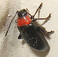 Disonycha xanthomelas
