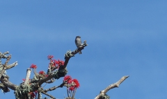 Muscicapa adusta adusta