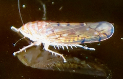 Osbornellus
