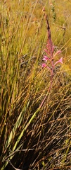 Watsonia