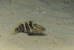 Epinephelus aeneus
