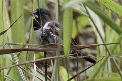 Spermestes cucullata