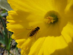 Melanostoma mellinum