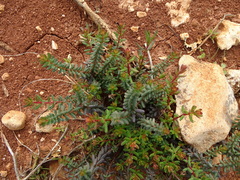 Hypericum empetrifolium