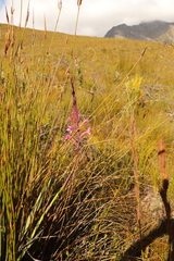 Watsonia
