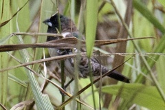 Spermestes cucullata