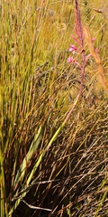 Watsonia