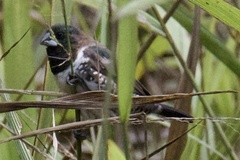 Spermestes cucullata