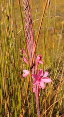 Watsonia