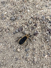 Ectrichodia crux