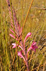 Watsonia