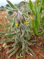 Onosma graeca