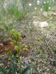 Ophrys fusca