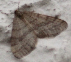 Operophtera bruceata