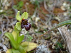 Ophrys bombyliflora