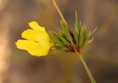 Bobartia macrospatha anceps