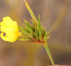 Bobartia macrospatha anceps