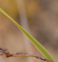Bobartia macrospatha anceps