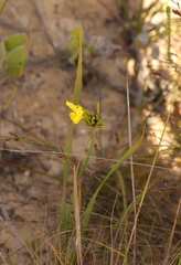 Bobartia macrospatha anceps