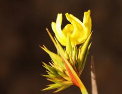 Bobartia macrospatha anceps