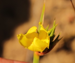 Bobartia macrospatha anceps