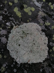 Arctoparmelia centrifuga