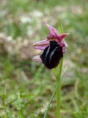 Ophrys sphegodes spruneri