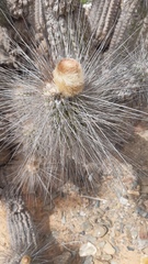 Eulychnia breviflora