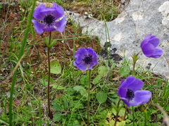 Anemone coronaria