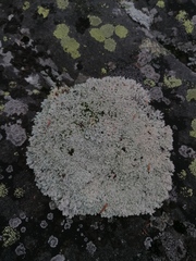 Arctoparmelia centrifuga