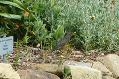 Turdus olivaceus